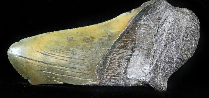 Bargain Megalodon Tooth #31157